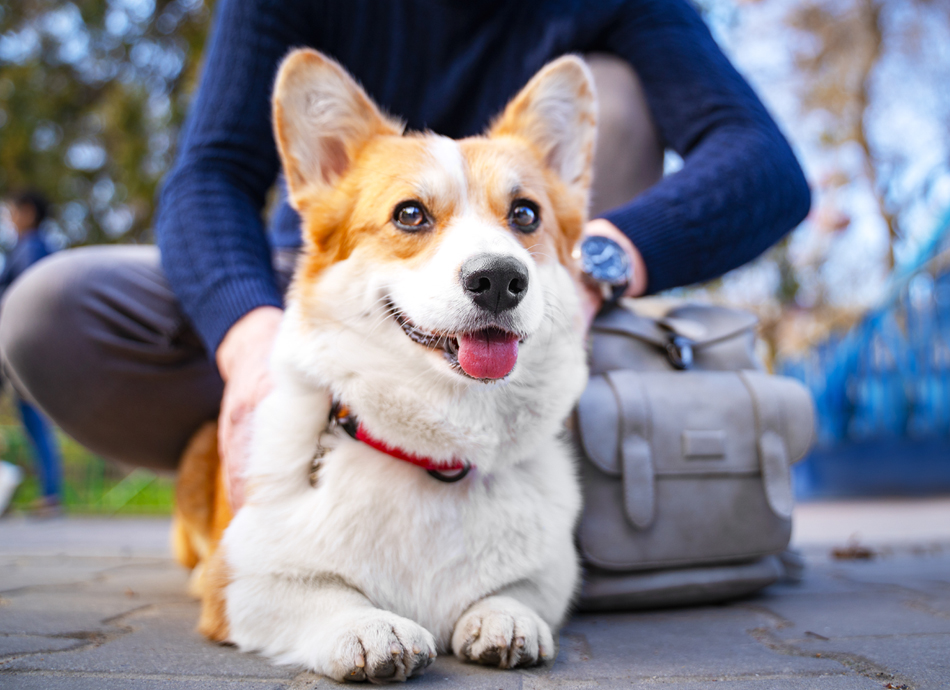 Pembroke Welsh Training Learn All About Training Pembroke Welsh