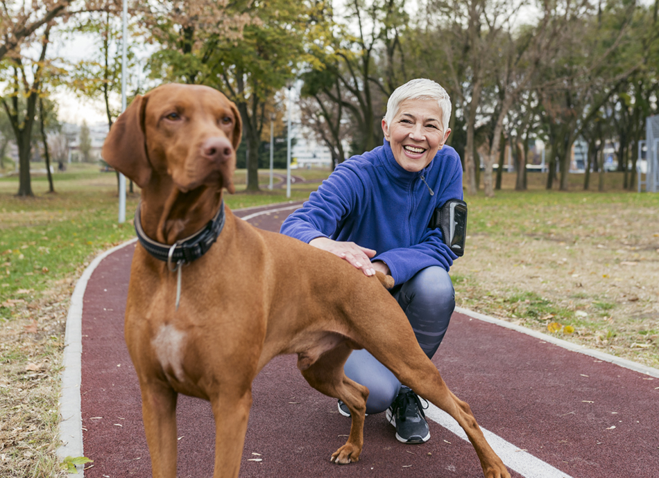 Vizsla Training Learn All About Training Vizslas & Taking Care of Them