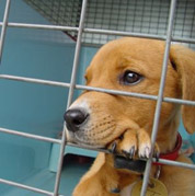 Dog in a Rescue Shelter