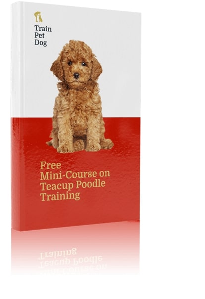 Teacup Poodle Training Tips For Teacup Poodle Dog Breeds