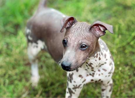Dog with lovers
