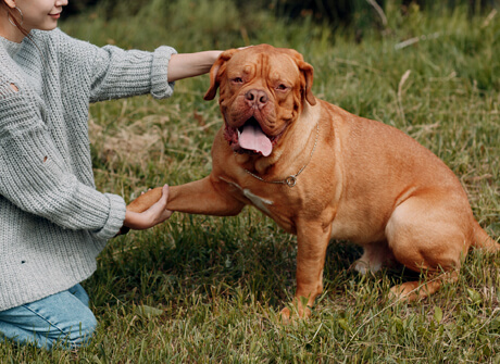 Dog with lovers