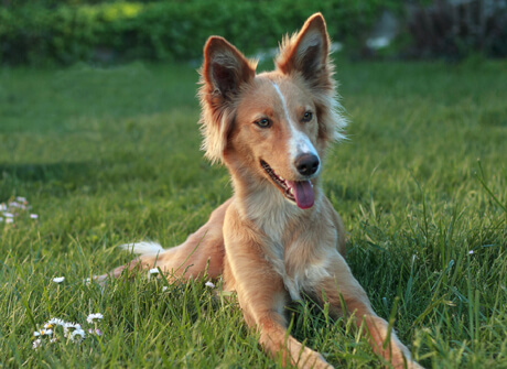 dog-with-lovers