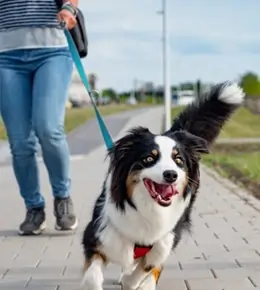canine Training