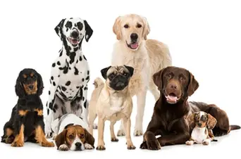 canine