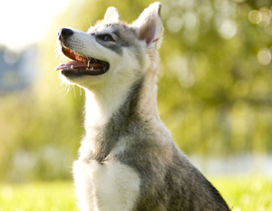 Alaskan Klee Kai - Top Dog Facts About the Klee Kai That You Must Know! 