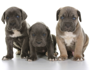 Cane Corso Training Learn All About Training Cane Corsos