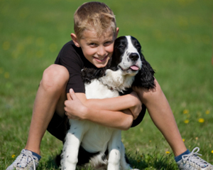 training english springer spaniel