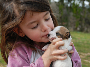 potty training jack russell