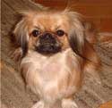 Long Coat Pekingese