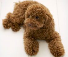 Teacup clearance poodle adults