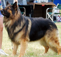 male king shepherd