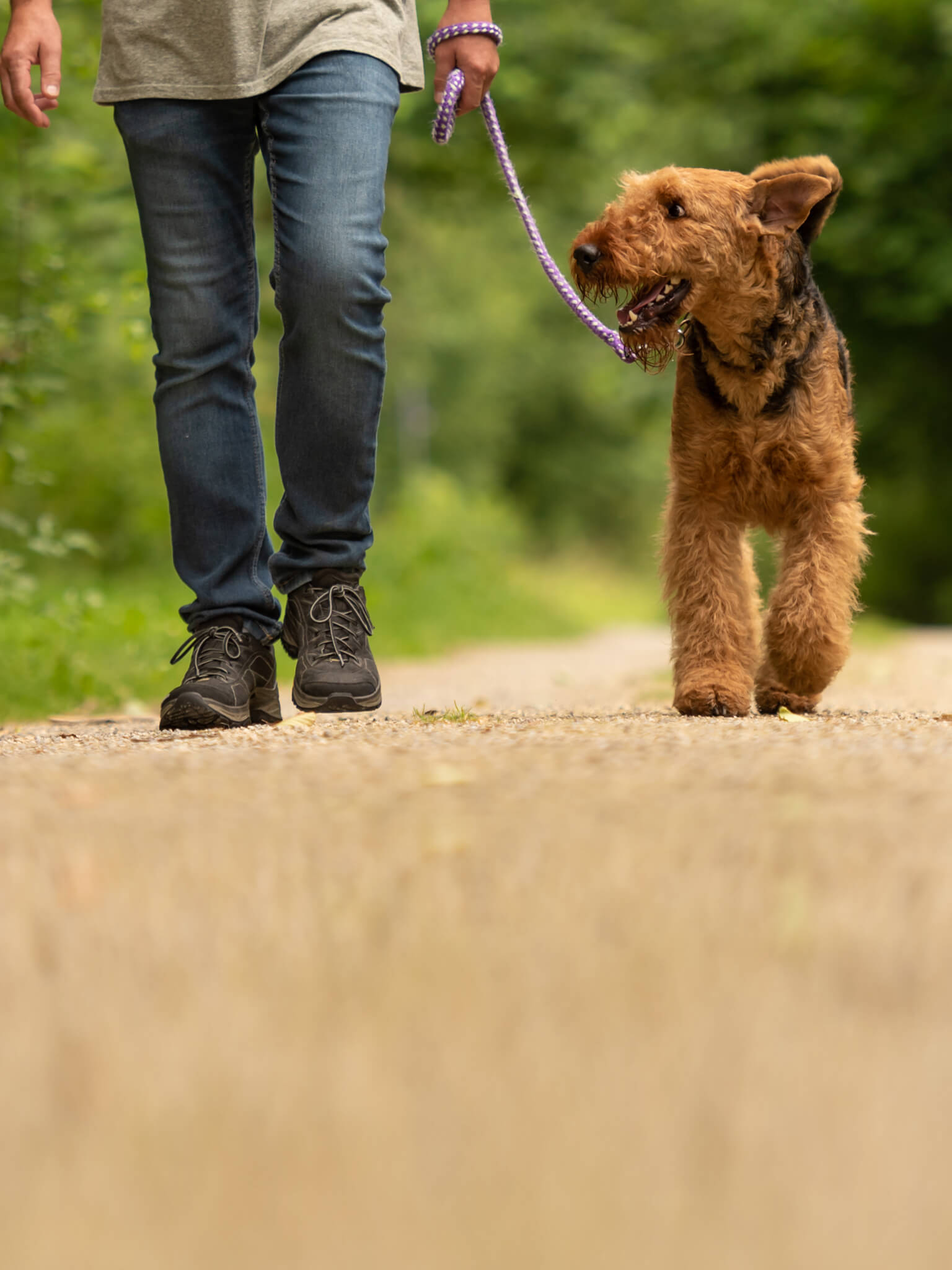 Dog with lovers