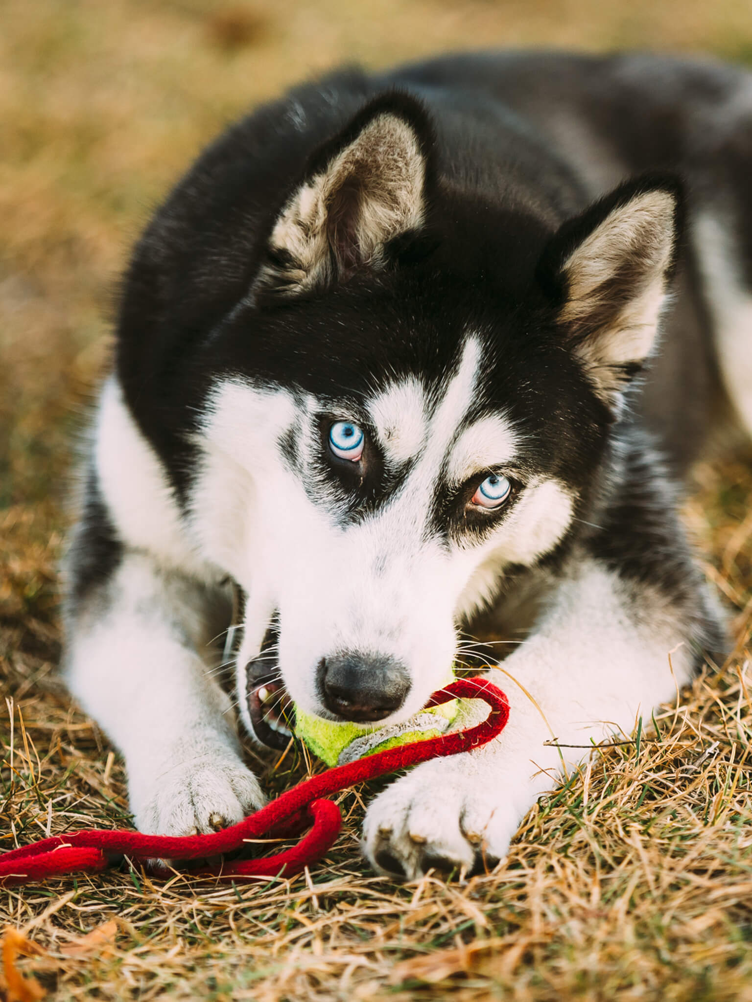 Are Alaskan Huskies Easy To Train