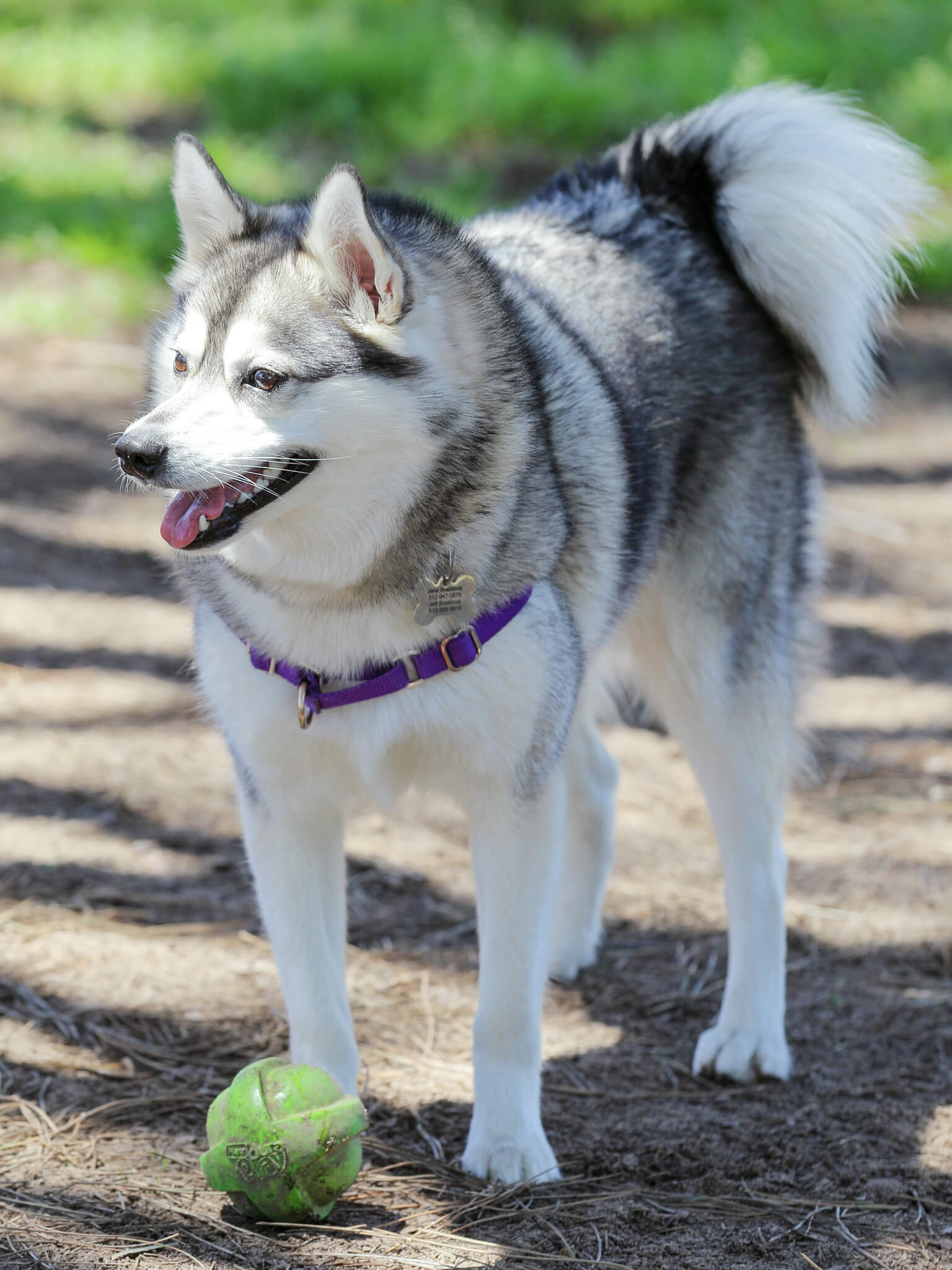 Alaskan Klee Kai - Training Course on Alaskan Klee Kai