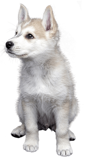 Alaskan Klee Kai: Dog Breed Characteristics & Care