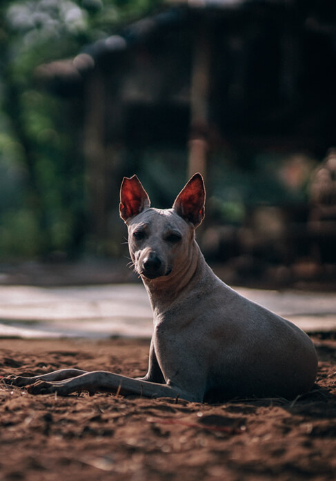 Dog with lovers