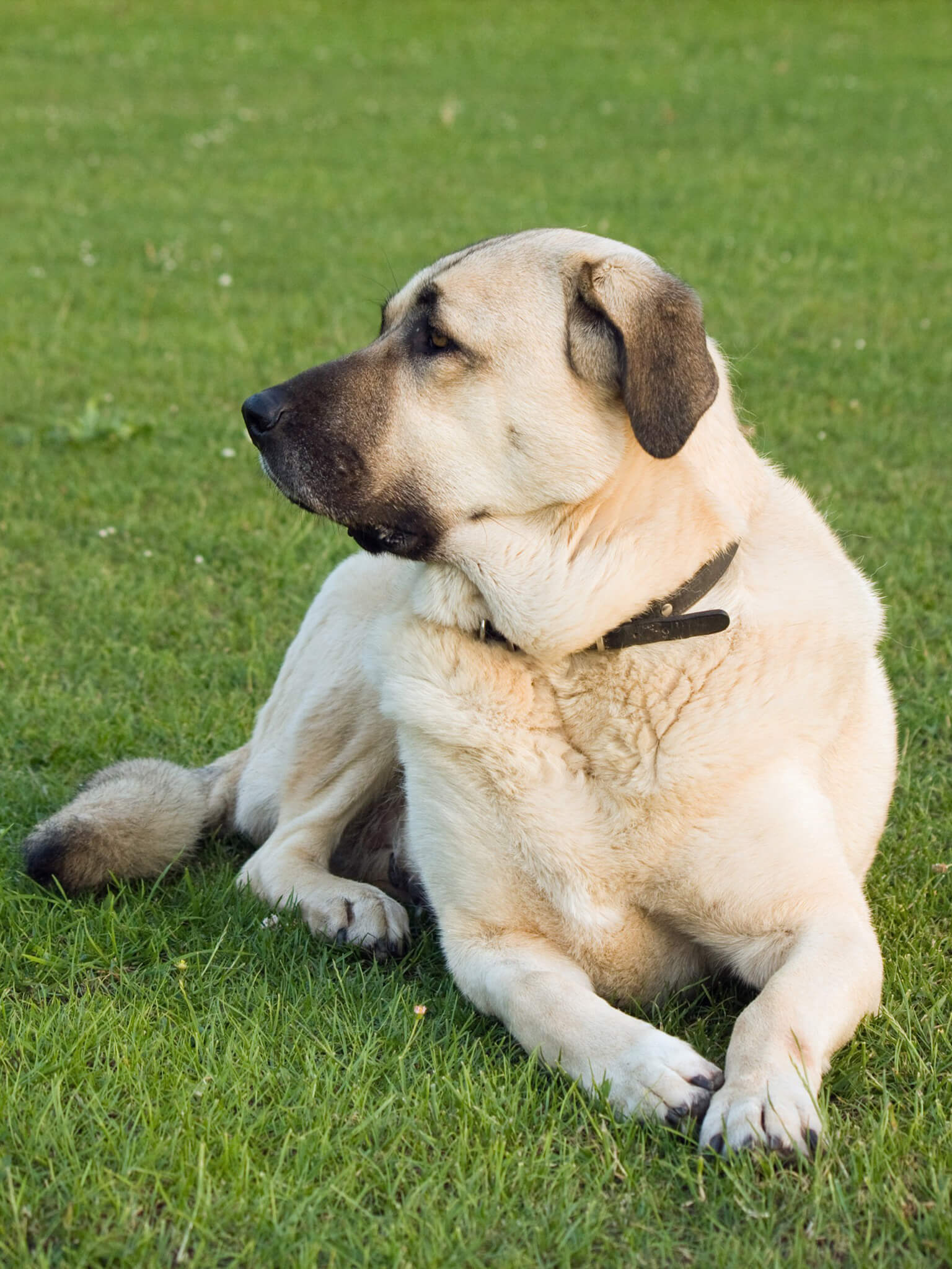 Dog with lovers