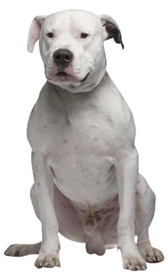 Dogo Argentino Dog Breed Health and Care