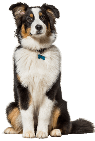 https://www.trainpetdog.com/wp-content/themes/mytheme/images/about-page-images/Australian-Shepherd-origin.png