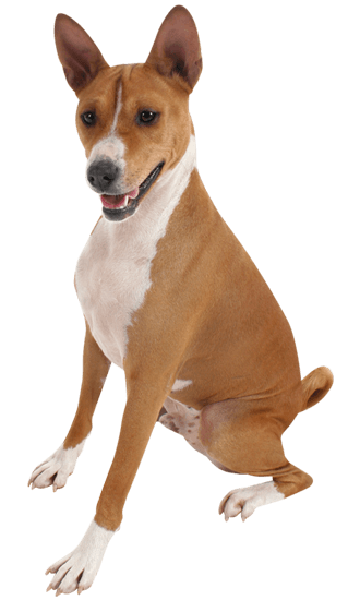 basenji mixes which one is right for you