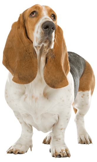 are basset hounds mean