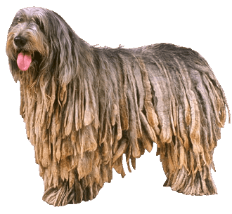 how often should you walk your bergamasco shepherd puppy