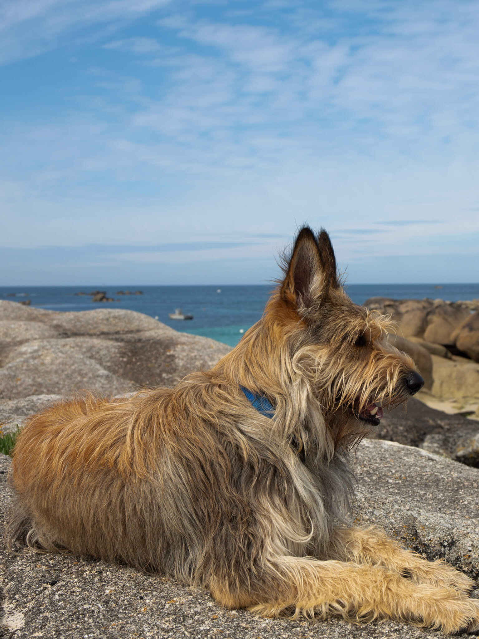 Dog with lovers