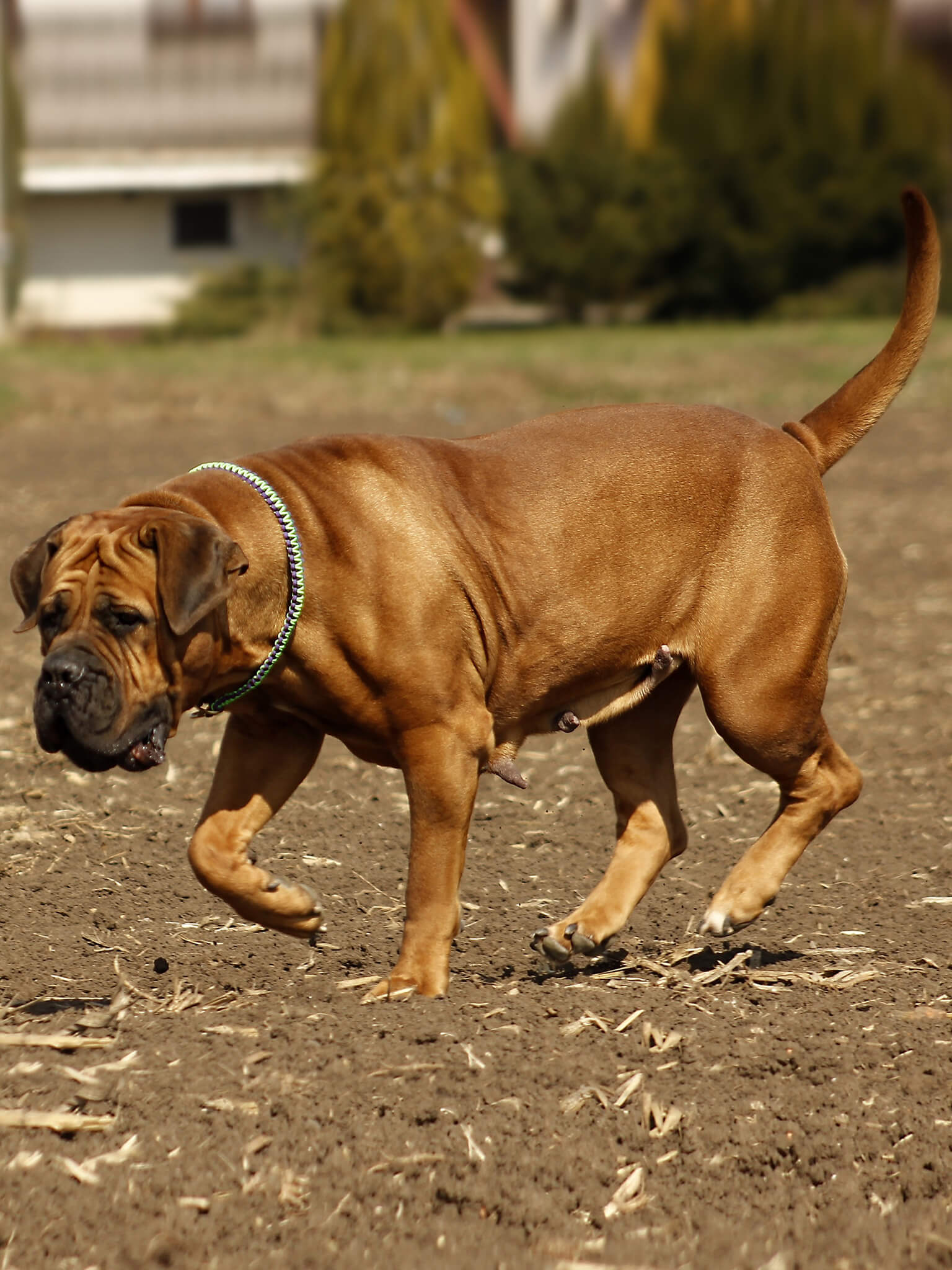 Dog with lovers