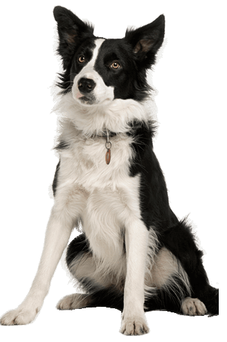 Border Collie Dog Breed Information & Characteristics