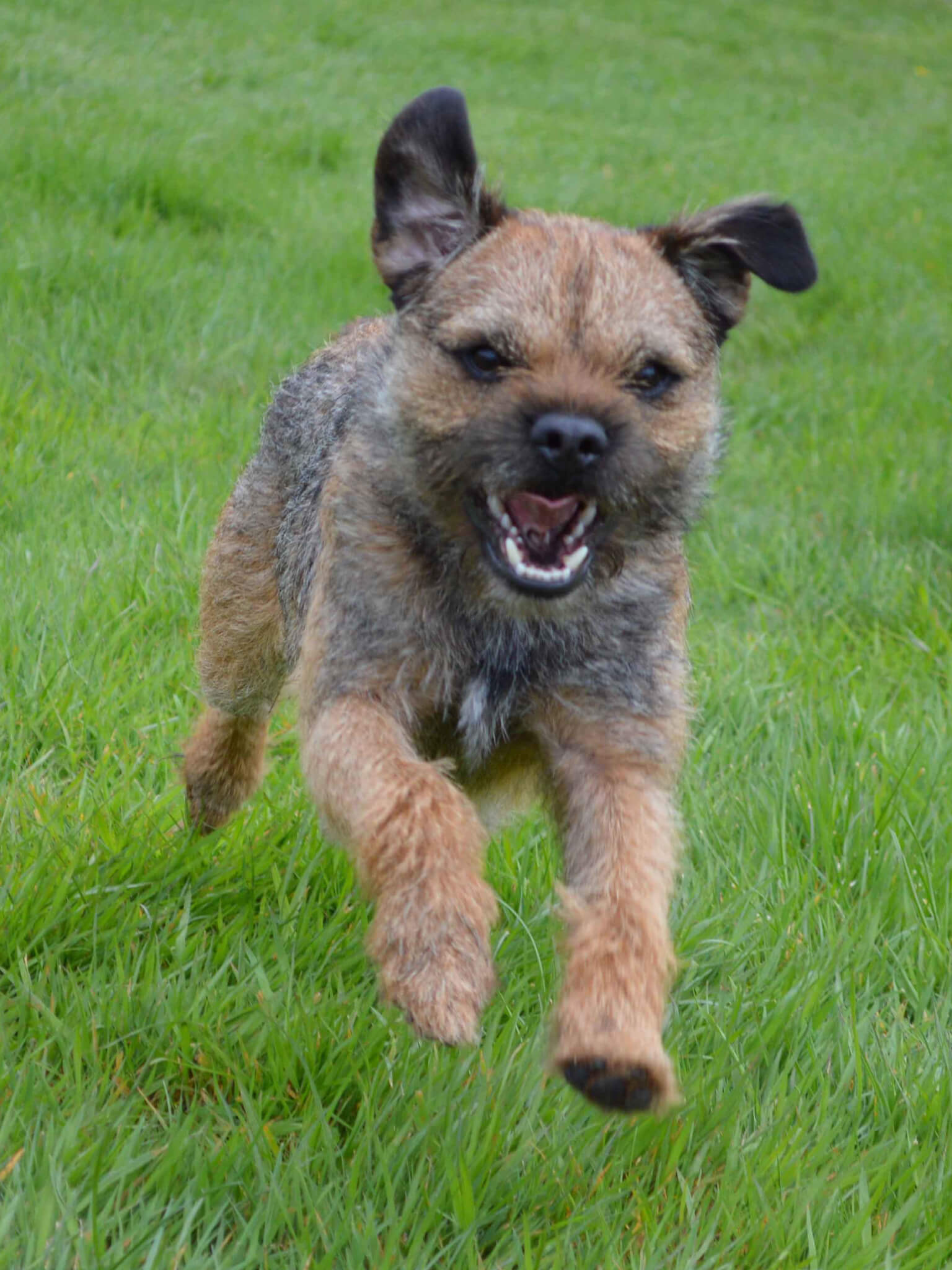 how much exercise does my border terrier need