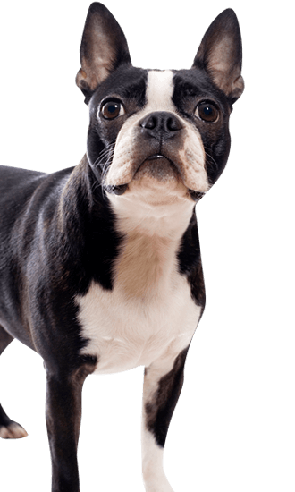 how much should i pay for a boston terrier