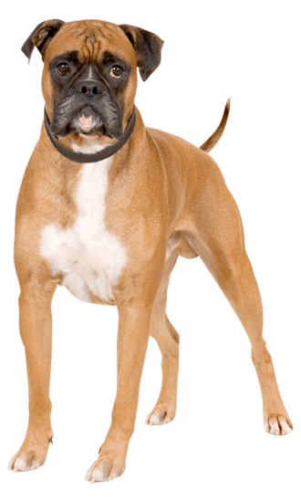 Boxer Dog Training, Temperament, & Lifespan