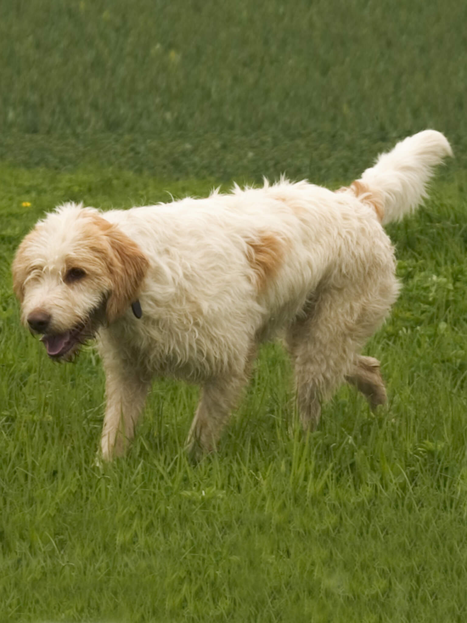 Dog with lovers