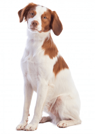 are brittany dogs friendly