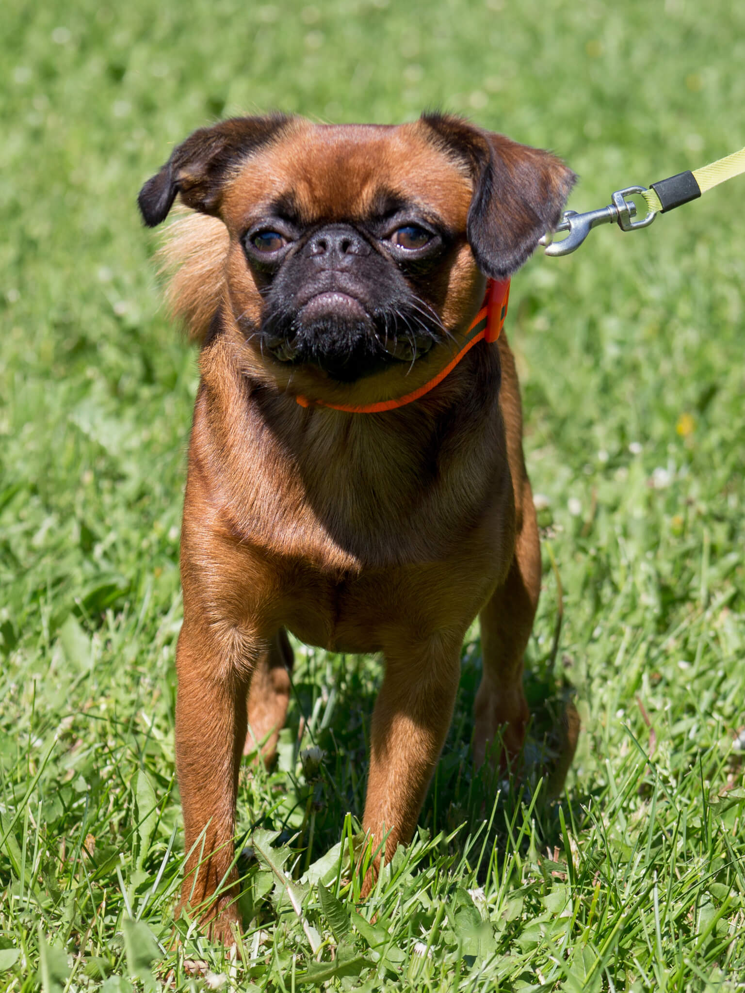 Brussels Griffon Dog Breed Info Petfinder | atelier-yuwa.ciao.jp