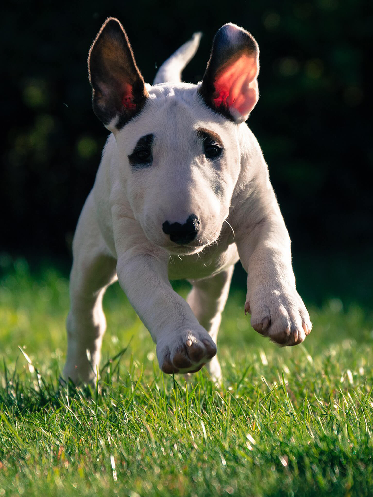 Bull Terrier Training Course on Bull Terriers