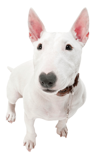 Bull Terrier Training Personality Health Trainpetdog