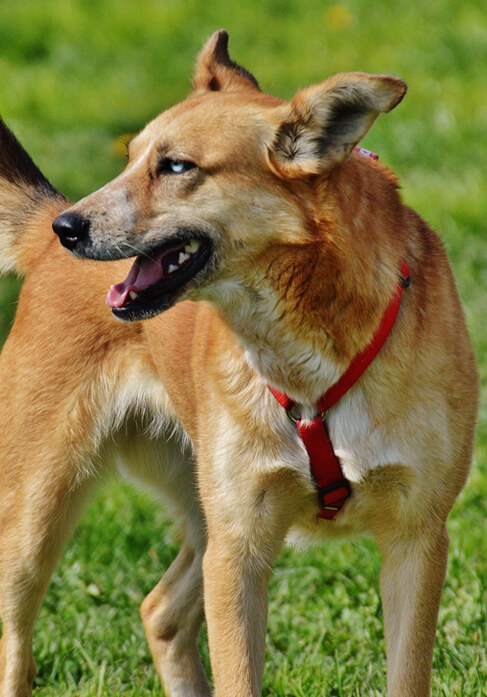 Dog with lovers