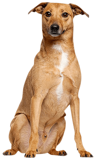 are bones safe for carolina dog puppies