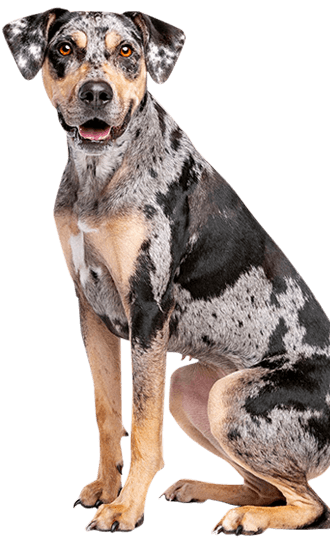 are catahoulas friendly dogs