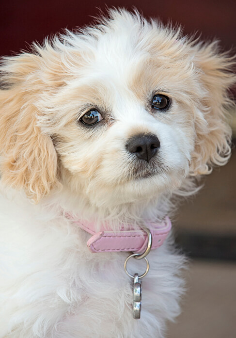 how often should i feed my cavachon puppy