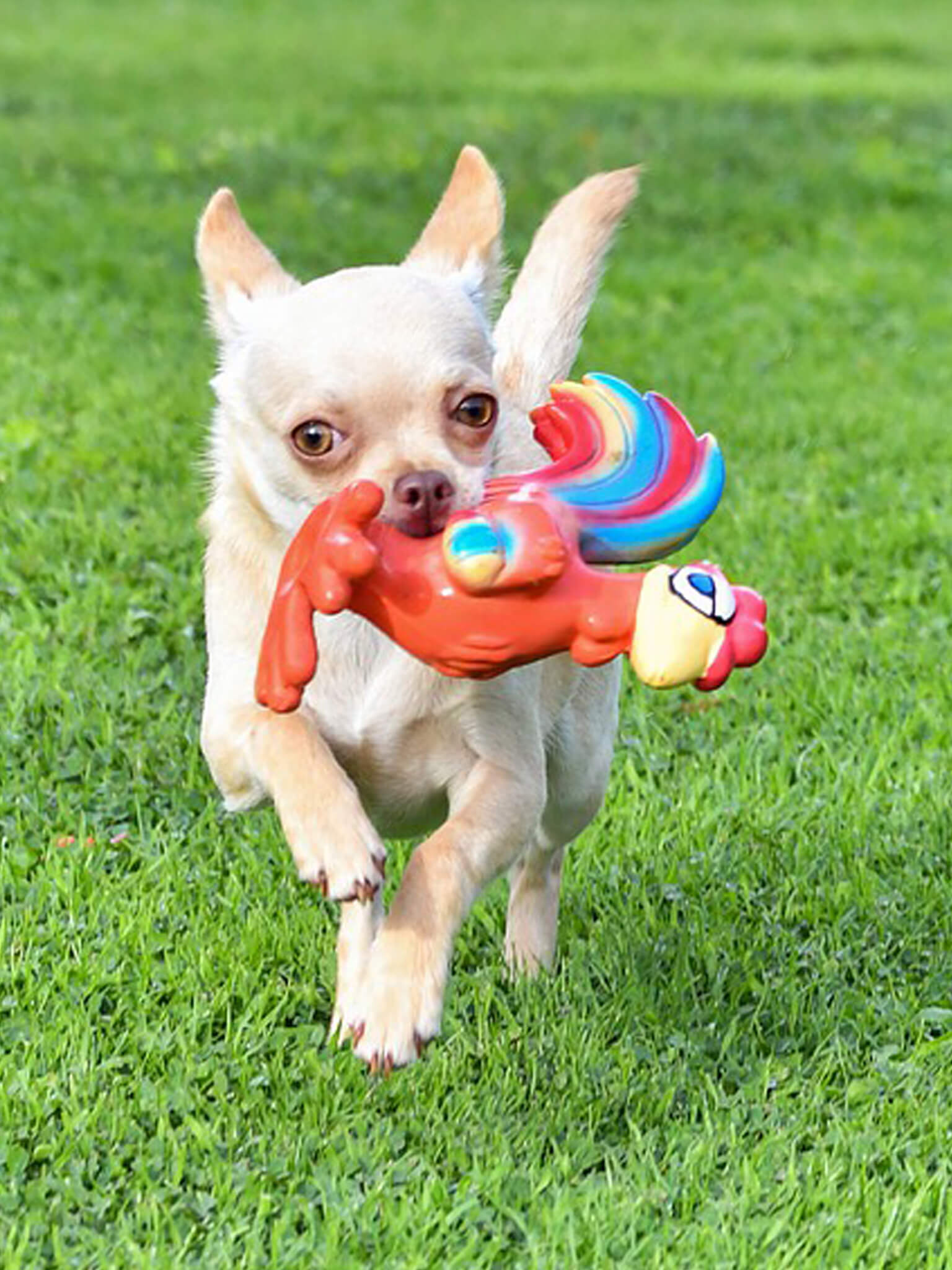 Chihuahua Training, Temperament, & Health TrainPetDog