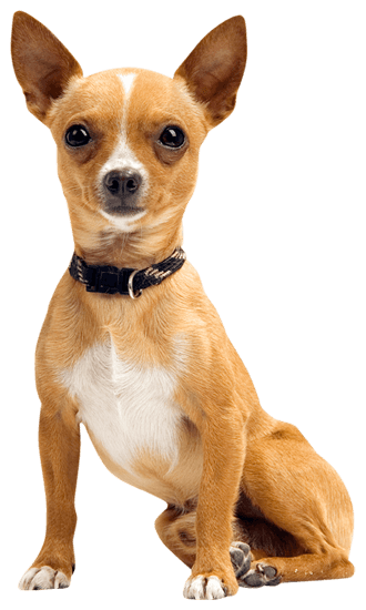 Providing Your Chihuahua With Proper Toys - Chihuahua Training Tips