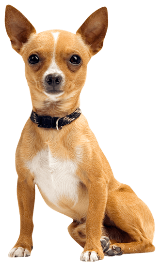 How Big Will My Chihuahua Puppy Get Calculator Chihuahua Growth Chart 