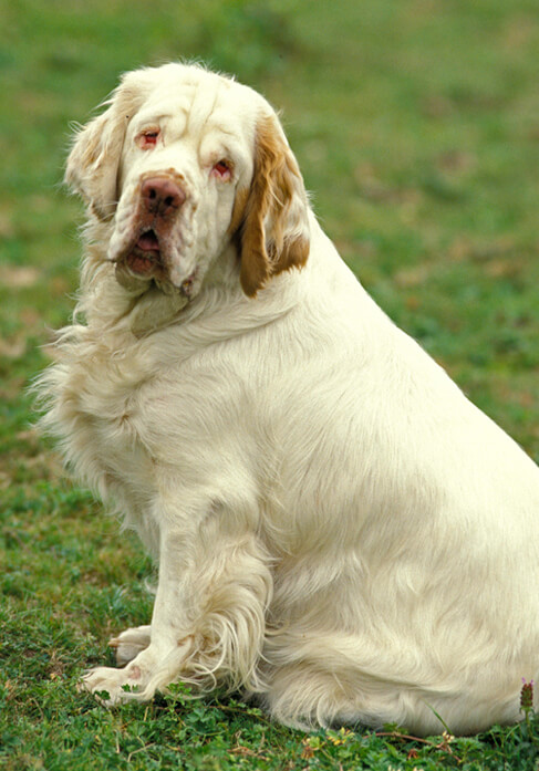 Dog with lovers