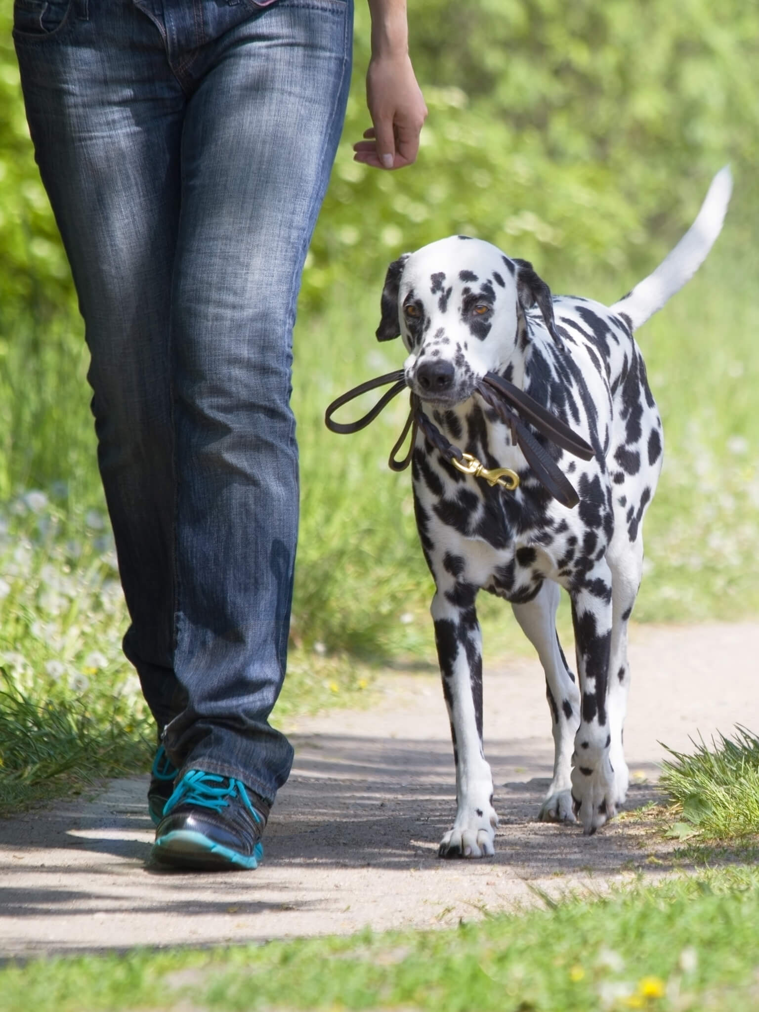 Dog with lovers