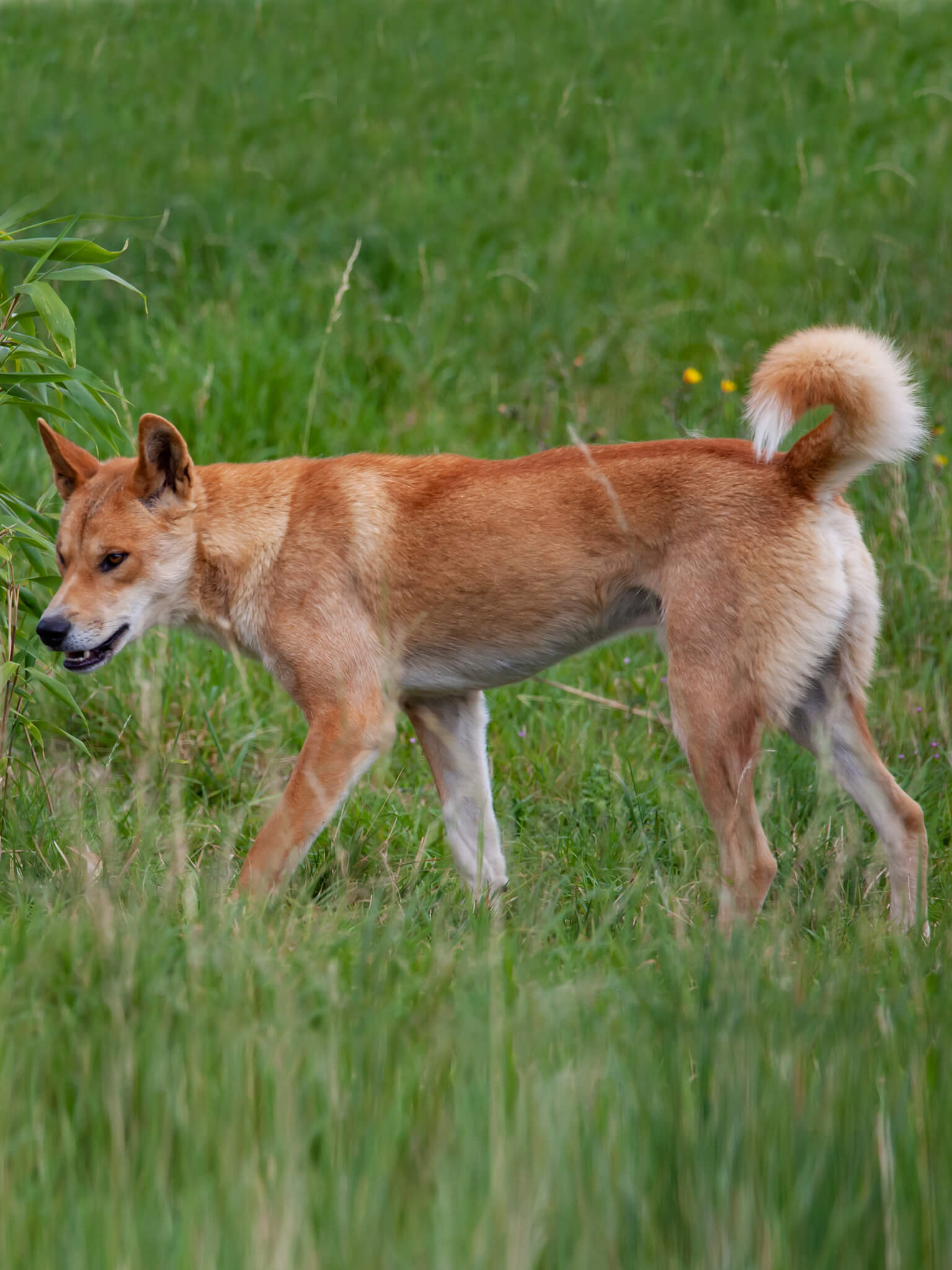 Dog with lovers