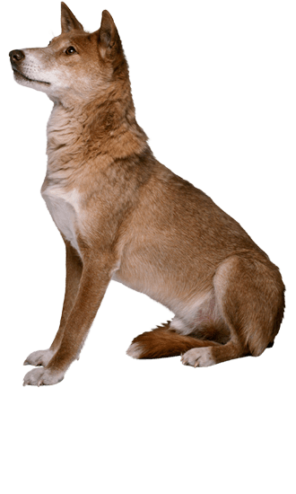 Eyes of the dingo provide insight into how dogs became our