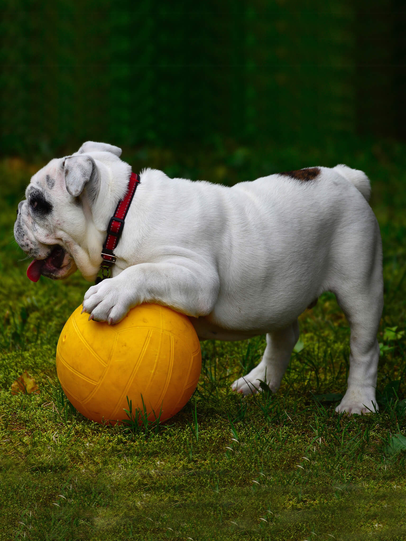 About The Breed: Bulldog  Highland Canine Training